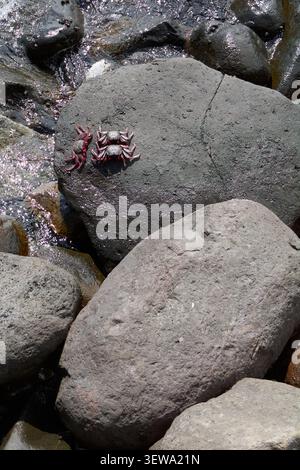 Photographie commerciale verticale capturant la faune marine et la biodiversité côtière, mettant en vedette des crabes indigènes sur des surfaces naturelles de pierre humide. Banque D'Images