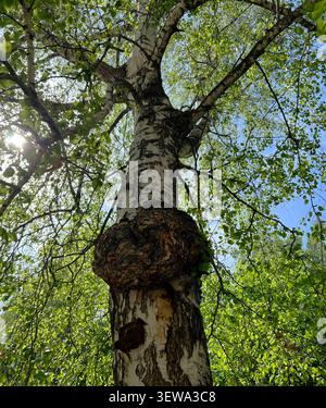 Vue vers le haut à angle bas du tronc de bouleau avec grande ronce et creux contre la canopée verte de printemps et le ciel bleu Banque D'Images