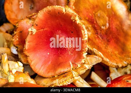 Champignons Russula rouges frais (Russula sp.) avec marge de calotte striée et branchies à la crème sur un marché local. Azerbaïdjan. Banque D'Images