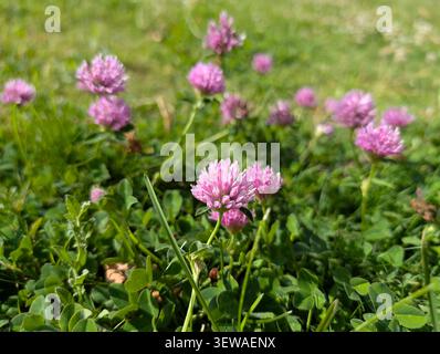 Gros plan de fleurs de trèfle rouge rose qui fleurissent dans une prairie verdoyante remplie de feuilles de trèfle sous la lumière naturelle éclatante du soleil. Banque D'Images