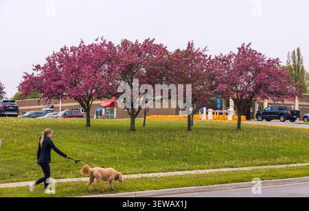 Une femme promène son chien le long d'un trottoir à côté d'une rangée d'arbres en fleurs rose vif à Durham, Ontario. La scène capture un moment paisible et quotidien Banque D'Images