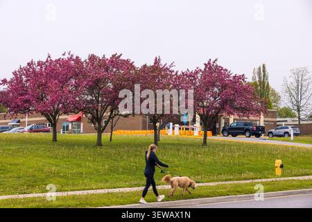 Des arbres ornementaux en pleine floraison printanière bordent un boulevard herbeux, tandis qu'un piéton promène un chien le long d'un chemin à côté d'une route de banlieue. Banque D'Images