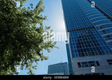 Vue en bas angle des gratte-ciels en verre modernes et d'un arbre vert luxuriant contre un ciel ensoleillé lumineux. Architecture urbaine écologique, concept de ville durable Banque D'Images