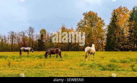 Chevaux qui paissent dans un paysage d'automne dynamique par une journée nuageuse près d'une zone boisée Banque D'Images