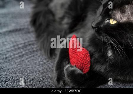 Chatte grise et noire duveteuse tenant un cœur tricoté rouge dans ses pattes sur un fond texturé. Concept douillet pour la Saint-Valentin avec espace de copie. Banque D'Images