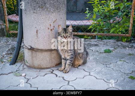 Un chat de rue tabby est assis à côté d'un poteau en béton. Le chat a des rayures grises et brunes, avec des yeux vert vif et une queue moelleuse. Verdure environnante ajouter Banque D'Images