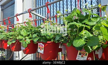Toronto, ON, Canada - 3 juin 2026 : des plants de fraises suspendus dans des pots rouges sont exposés à l'extérieur dans une pépinière de centre de jardinage local. Banque D'Images