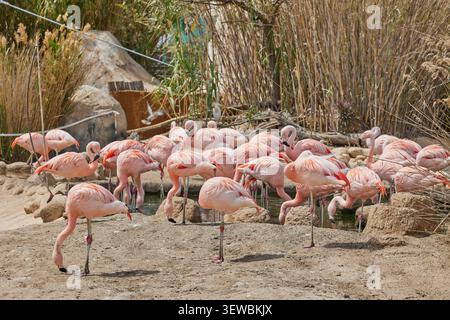 Groupe d'oiseaux de flamants roses africains à Oceanografic Valencia, Espagne. Banque D'Images