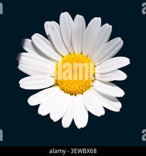 gros plan d'une seule fleur blanche en marguerite isolée sur un fond noir Banque D'Images