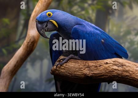 Portrait en gros plan d'un majestueux macaw Hyacinthe bleu (Anodorhynchus hyacinthinus) perché sur une branche en captivité. Banque D'Images