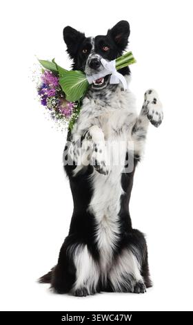 Adorable chien Border Collie avec bouquet de fleurs debout sur les pattes arrière sur fond blanc Banque D'Images