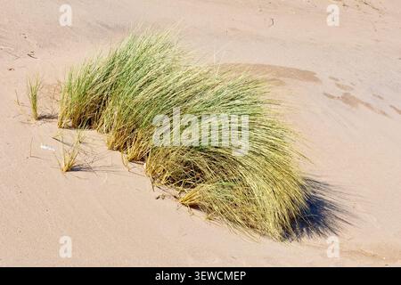 European Marram Grass (Ammophila arenaria), gros plan de plusieurs touffes balayées par le vent de l'herbe des dunes, ses racines aidant à lier le sable ensemble. Banque D'Images