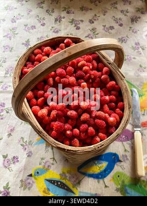 Une vue de dessus de fraises sauvages mûres empilées dans un panier en bois rustique sur une nappe fleurie Banque D'Images