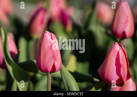 Tulipes Pink Tulipa « Pink impression » fleurissant dans la lumière chaude du soleil printanier, mettant en valeur d'élégants pétales pastel sur un fond de jardin légèrement flou. Banque D'Images