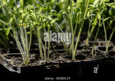 Des plants de tomates sains poussant dans un plateau à graines au début de la culture. Les jeunes plantes fortes avec des tiges bien développées sont prêtes pour la transp Banque D'Images