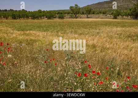Champ de grains dorés avec des coquelicots rouges et paysage de montagne. Banque D'Images