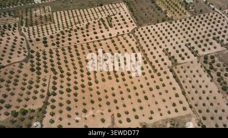 Vue aérienne de haut en bas du motif géométrique de plantation de verger. Banque D'Images