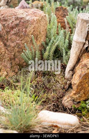 Sempervivum houseleek succulent poussant dans le jardin Banque D'Images