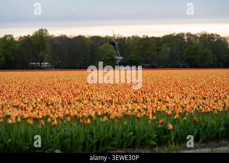 Grand champ de tulipes jaunes et rouges avec un moulin à vent hollandais traditionnel à l'horizon près de lisse, Hollande méridionale, pays-Bas. Banque D'Images