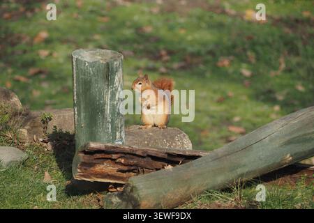 Écureuil se tient sur une bûche dans un parc verdoyant pendant la journée Banque D'Images