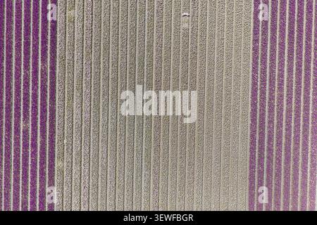 Vue aérienne directe par drone des bandes de champ verticales de jacinthe (Hyacinthus orientalis) - une bande violette profonde vive sur la gauche et un hyaci rose-blanc pâle Banque D'Images