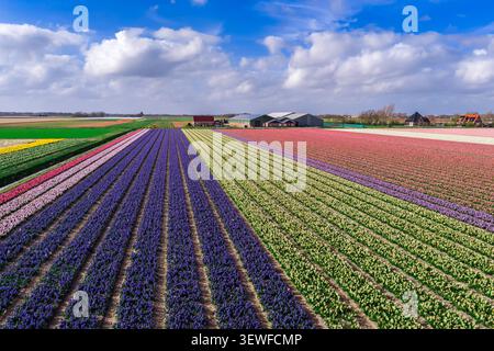 Vue aérienne oblique par drone de rangées denses de jacinthes violettes profondes vives (Hyacinthus orientalis), de tulipes roses et rouges (Tulipa) et de jonquilles jaune pâle Banque D'Images