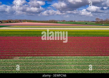 Vue aérienne par drone d'un paysage multicolore de champ de bulbes de Bollenstreek composé de longues bandes horizontales - tulipe rouge (Tulipa), rose et blanc HY Banque D'Images