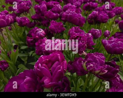 Macro gros plan de tulipes violettes à fleurs doubles de style pivoine (Tulipa, groupe double Late - cultivars tels que 'Negrita double' ou 'Blue Diamond') i Banque D'Images