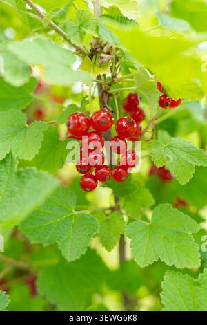 Va magnifique plan vertical mettant en vedette un amas lumineux de baies de cassis rouges mûres suspendues au milieu des feuilles vertes luxuriantes de la brousse sous la lumière naturelle Banque D'Images