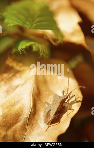 Un insecte du cuir (Coreus marginatus) perché sur une feuille brune d'un hêtre européen (Fagus silvatica), Kempen, district de Viersen, Rhénanie-du-Nord-Westphalie, Ger Banque D'Images