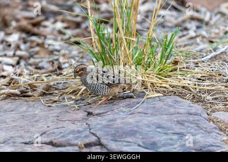 Une caille de brousse de la jungle (Perdicula asiatica) se nourrit sur le sol dans le parc national de Ranthambore, en Inde, se fondant dans le sol de la forêt sèche. Banque D'Images