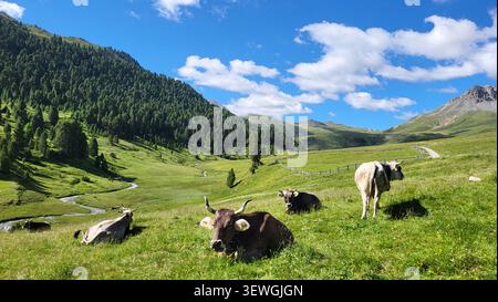 Vaches suisses qui paissent et se reposent sur une luxuriante prairie alpine avec Stone Pine Forest à Alp Astras, Tamangur, Engadine, Suisse Banque D'Images