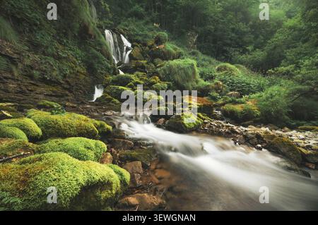 Un paysage forestier paisible avec une cascade de rochers couverts de mousse dans un ruisseau qui coule entouré de feuillage vert luxuriant et d'arbres. Banque D'Images