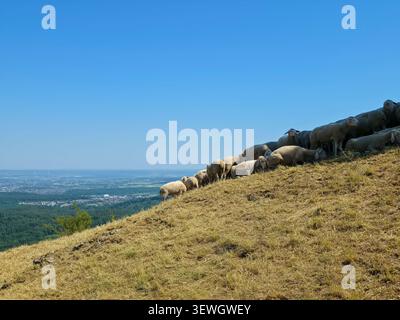 allemagne, paisible troupeau de moutons reposant sous l'arbre solitaire sur jusenberg jusi pendant la chaude journée d'été dans le paysage du jura souabe Banque D'Images