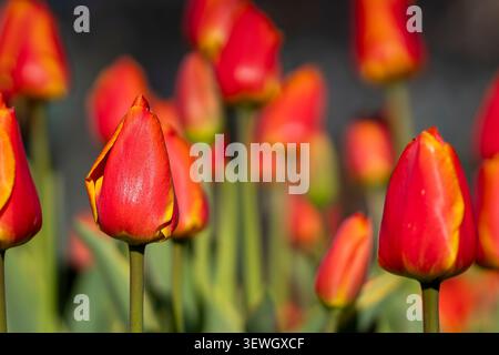 Gros plan de tulipes Tulipa « Okura » rougeâtre-orange et jaune doré éclatantes dans la lumière chaude du soleil du soir, avec un fond bokeh doux. Banque D'Images