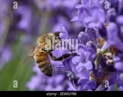 Honey Bee collecte Nectar à partir de fleurs de lavande violette Banque D'Images