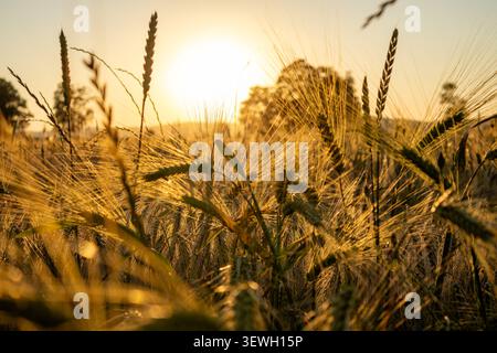 Gros plan des oreilles de blé en maturation brillantes dans la lumière chaude dorée du coucher du soleil avec fond bokeh. Parfait pour l'agriculture, l'industrie alimentaire et le mode de vie rural Banque D'Images