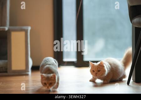 Deux chatons moelleux explorent un plancher en bois ensoleillé. On s'agenouille bas, reniflant le sol. Les autres s'accroupissent à proximité, regardant attentivement. Flux de lumière douce Banque D'Images