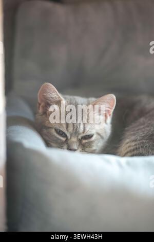 Chat tabby gris confortable repose sur coussin doux. Yeux à moitié fermés, sereins et somnolents. Une lumière chaude met en valeur la texture douce de la fourrure. Parfait pour le calme, paisible Banque D'Images