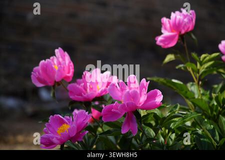 La pivoine rouge rose en pleine floraison a des pétales pleins et mous, et le centre est entouré d'étamines dorées brillantes avec des couches distinctes. L'arrière-plan Banque D'Images