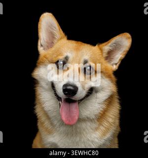 Portrait de chien drôle corgi pembroke en studio devant un fond noir Banque D'Images