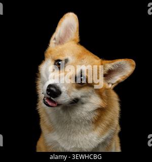 Portrait de chien corgi pembroke tourne la tête curieusement en studio devant un fond noir Banque D'Images