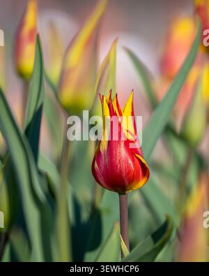 Gros plan de tulipes Tulipa « feu d'artifice » vibrantes avec des pétales jaunes saisissants et des flammes rouge pourpre audacieuses, illuminées par la lumière chaude du soleil à l'heure d'or. Banque D'Images