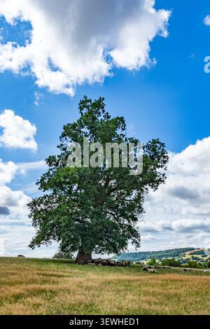 Le chêne ancien unique se dresse haut en plein champ. Les nuages dérivent au-dessus contre un ciel bleu éclatant. L'herbe dorée s'étend large sous l'arbre. Collines lointaines Banque D'Images