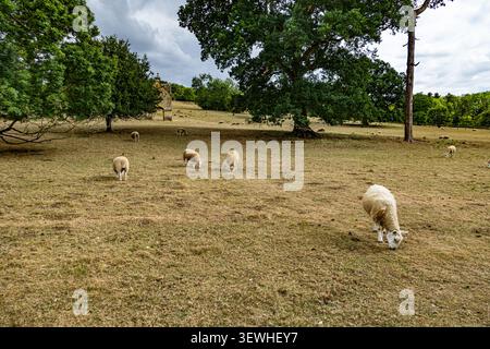 Les moutons paissent paisiblement dans un champ ensoleillé. Des arbres luxuriants encadrent la scène pastorale. L'herbe est sèche, ce qui laisse entendre un changement saisonnier. Les moutons sont calmes, concentrés o Banque D'Images