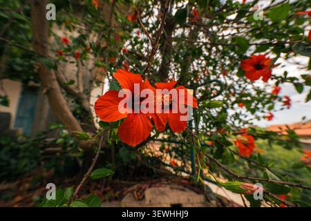 Fleurs d'hibiscus rouge vif fleurissant sur un buisson vert luxuriant en été Banque D'Images