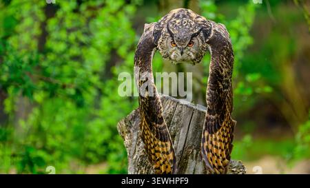Hibou aigle eurasien volant bas avec des yeux orange intenses. Banque D'Images
