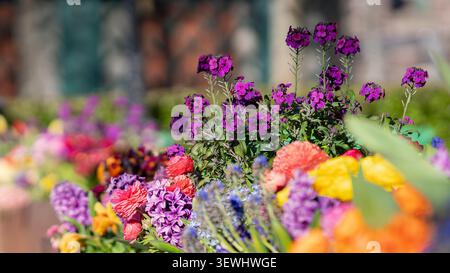 Assortiment coloré de fleurs de printemps en pot, y compris ranoncule, primroses, fleurs murales, pansies, jacinthes, et tulipes. Banque D'Images