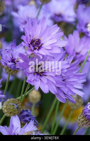 Catananche caerulea, fléchette de Cupidon, tiges ramifiées de bourgeons écailleux argentés, bleu lavande, marguerites aux yeux foncés Banque D'Images