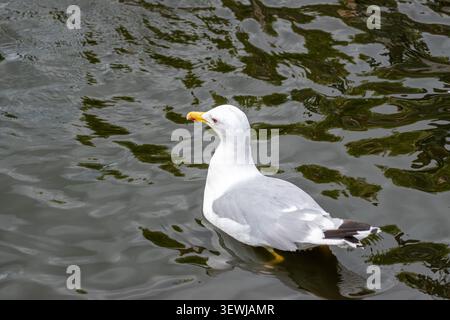 Mouette blanche nageant sur la surface de l'eau sombre Banque D'Images